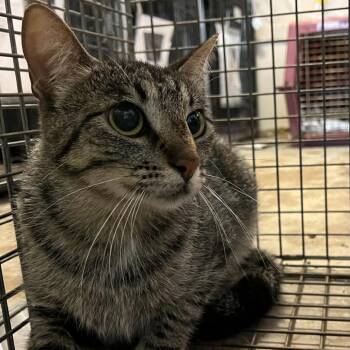 Domestic Short Hair Cats Available for Adoption in Stephenville, Texas - Citrus | PetCurious