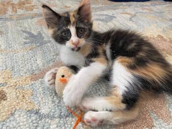 TATER TOT -  Domestic Short Hair Cat Available for Adoption in Tustin, California - TATER TOT | PetCurious