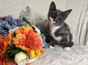 Chevy Zeze -  Domestic Short Hair Cat for Adoption in Chandler, Arizona - Chevy Zeze | PetCurious