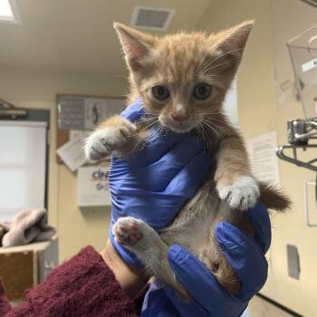 Percy -  Domestic Short Hair Cat for Adoption in Pasadena, California - Percy | PetCurious