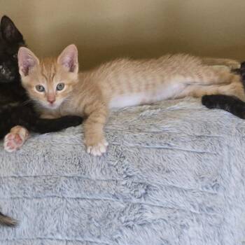Canelo -  Domestic Short Hair Cat for Adoption in Oak Park, Illinois - Canelo | PetCurious