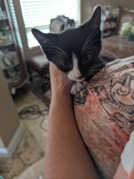 Rescue American Shorthair Cats for Adoption in Pumpkin Center, California - Panda | PetCurious