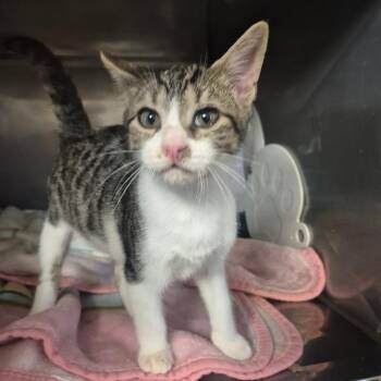 Sissy -  Domestic Short Hair Cat for Adoption in Lake Panasoffkee, Florida - Sissy | PetCurious