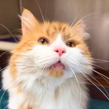 Kimchi -  Domestic Long Hair Cat for Adoption in Harrisonburg, Virginia - Kimchi | PetCurious