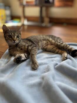 Ferncloud -  Domestic Short Hair Cat for Adoption in Dayton, Ohio - Ferncloud | PetCurious