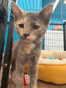 Madison (Kitty) -  Tortoiseshell Cat for Adoption in Ashville, Ohio - Madison (Kitty) | PetCurious