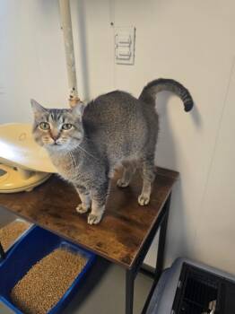 Brie -  Domestic Short Hair Cat for Adoption in Barron, Wisconsin - Brie | PetCurious