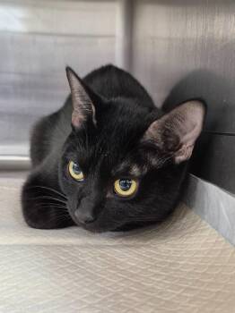 Domestic Short Hair Cats Available for Adoption in Cincinnati, Ohio - Nova | PetCurious