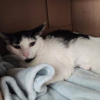 Persephone -  Domestic Short Hair Cat for Adoption in Ballston Spa, New York - Persephone | PetCurious