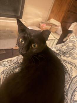 Domestic Short Hair Cats Available for Adoption in Herculaneum, Missouri - Ebony | PetCurious