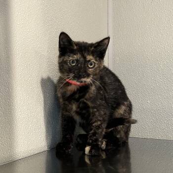 IVHS-Stray-139828 -  Domestic Short Hair Cat for Adoption in San Gabriel, California - IVHS-Stray-139828 | PetCurious