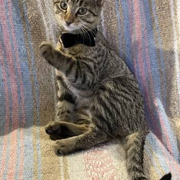 Rescue Domestic Short Hair Cats for Adoption in Blaine, Minnesota - Hermione | PetCurious