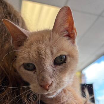 Domestic Short Hair Cats Available for Adoption - JumpSlider | PetCurious