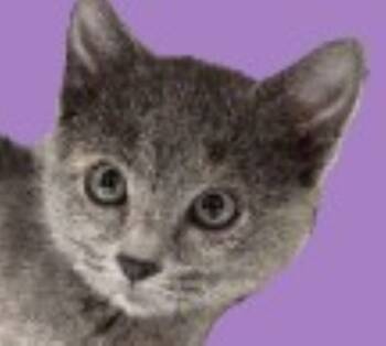 Rescue Calico Cats for Adoption in Savannah, Georgia - Jolene | PetCurious