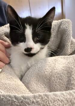 Dice -  Domestic Short Hair Cat for Adoption - Dice | PetCurious
