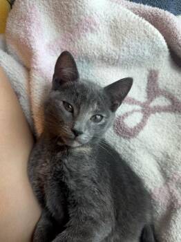 Domestic Short Hair Cats Available for Adoption in Columbia, South Carolina - Meg | PetCurious