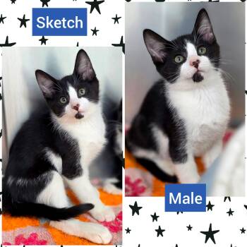 Sketch -  Domestic Short Hair Cat for Adoption in Beaverton, Oregon - Sketch | PetCurious