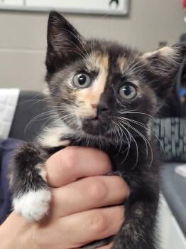 Leilani -  Domestic Short Hair Cat for Adoption in Hopkinsville, Kentucky - Leilani | PetCurious