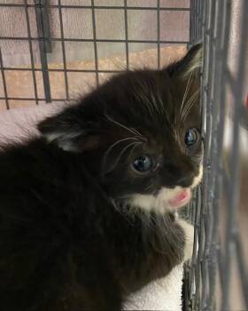 Domestic Short Hair Cats Available for Adoption in Rancho Cucamonga, California - GEORGE | PetCurious