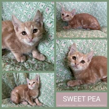 Sweet Pea -  Domestic Short Hair Cat for Adoption in Corpus Christi, Texas - Sweet Pea | PetCurious
