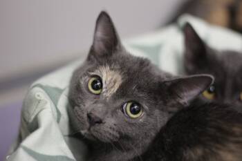 Rescue Domestic Short Hair Cats for Adoption in Rockford, Illinois - Grace | PetCurious