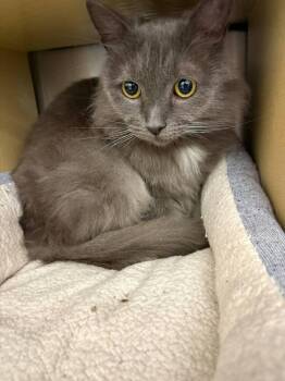 Avery -  Domestic Long Hair Cat for Adoption in St. Cloud, Florida - Avery | PetCurious