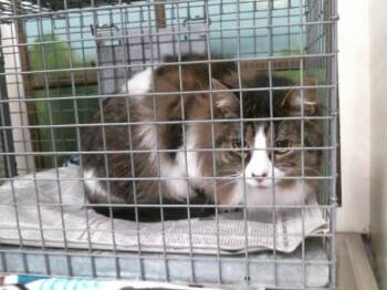 Domestic Long Hair Cats Available for Adoption - CARLA | PetCurious