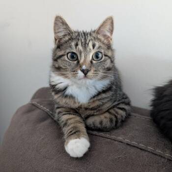 Domestic Short Hair Cats Available for Adoption - Mistletoe | PetCurious