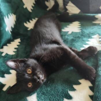 Polly -  Domestic Short Hair Cat for Adoption in Springfield, Missouri - Polly | PetCurious