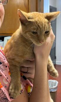 Redd -  Domestic Short Hair Cat for Adoption in Berlin, Maryland - Redd | PetCurious