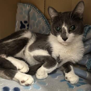 Domestic Short Hair Cats Available for Adoption in Austin, Texas - Women In STEM | PetCurious