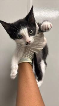 BELL -  Domestic Short Hair Cat for Adoption in Ontario, California - BELL | PetCurious