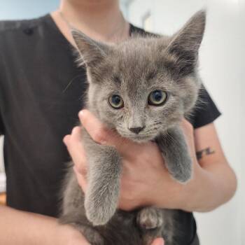 Wisp -  Domestic Short Hair Cat for Adoption in Middletown, New York - Wisp | PetCurious