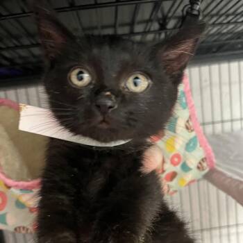 Domestic Short Hair Cats Available for Adoption - Ronald | PetCurious