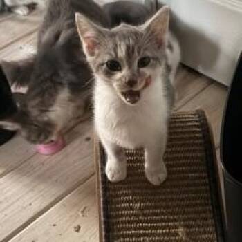 Domestic Short Hair Cats Available for Adoption - Barley Wine  | PetCurious