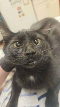 Christy -  Domestic Short Hair Cat for Adoption in South Bend, Indiana - Christy | PetCurious