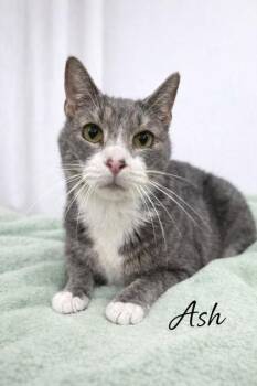 Domestic Short Hair Cats Available for Adoption in Fairfax, Virginia - Ash | PetCurious