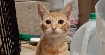 Bachata G. -  Domestic Short Hair Cat for Adoption in West Peoria, Illinois - Bachata G. | PetCurious