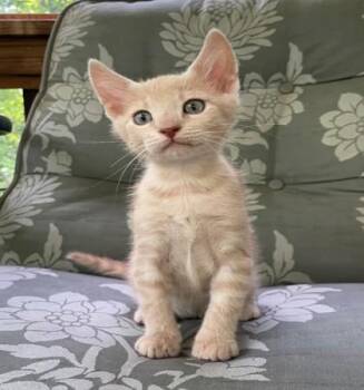 Domestic Short Hair Cats Available for Adoption in Atlanta, Georgia - Beetle | PetCurious