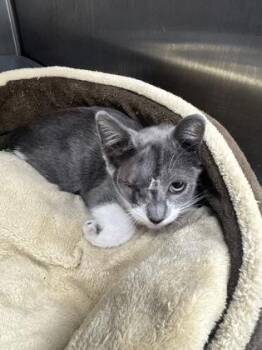 Popsicle -  Domestic Short Hair Cat for Adoption in San Antonio, Texas - Popsicle | PetCurious