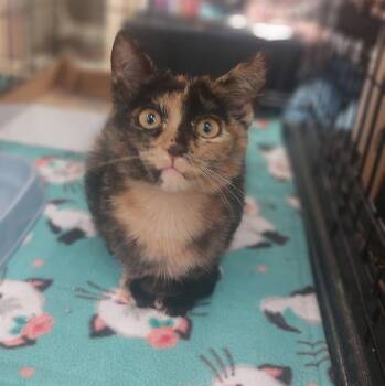 Gizmo -  Tortoiseshell Cat for Adoption in Plano, Texas - Gizmo | PetCurious