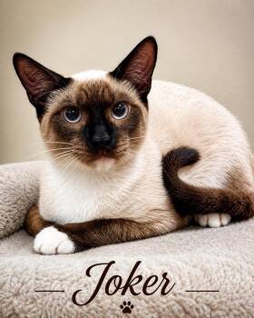 Joker -  Siamese Cat for Adoption in Casselberry, Florida - Joker | PetCurious