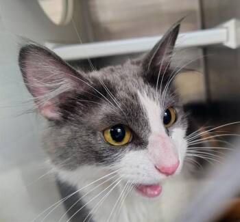 ABIGAIL -  Domestic Medium Hair Cat for Adoption in St. Louis, Missouri - ABIGAIL | PetCurious