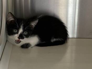 RENATE -  Domestic Short Hair Cat for Adoption in Tustin, California - RENATE | PetCurious