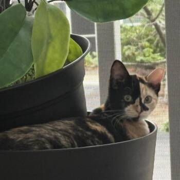 Miss Mazie -  Domestic Short Hair Cat for Adoption in Panama City, Florida - Miss Mazie | PetCurious