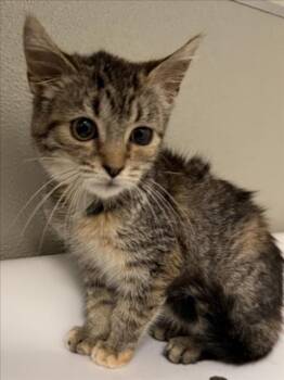 BEATRICE -  Domestic Short Hair Cat for Adoption in Tracy, California - BEATRICE | PetCurious