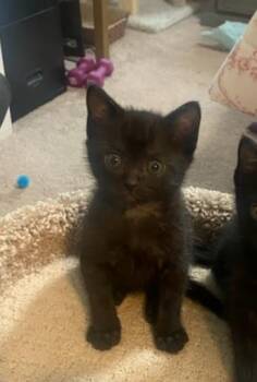 Ronny -  Domestic Short Hair Cat for Adoption in Bossier City, Louisiana - Ronny | PetCurious