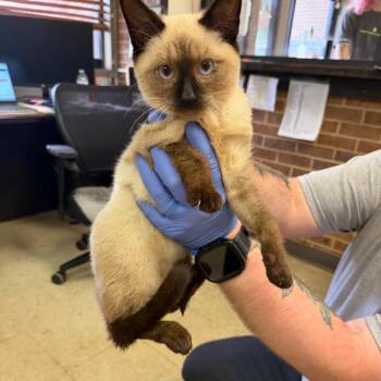 Mali -  Siamese Cat for Adoption in Birmingham, Alabama - Mali | PetCurious