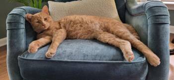 Ollie (was Yahtzee) -  Domestic Short Hair Cat for Adoption in Ferndale, Michigan - Ollie (was Yahtzee) | PetCurious