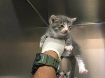Domestic Short Hair Cats Available for Adoption in Thousand Palms, California - A1918112 | PetCurious